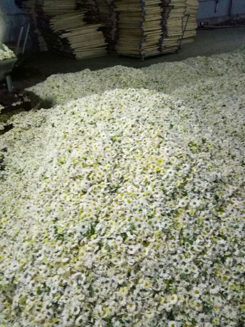 杭州白菊散装