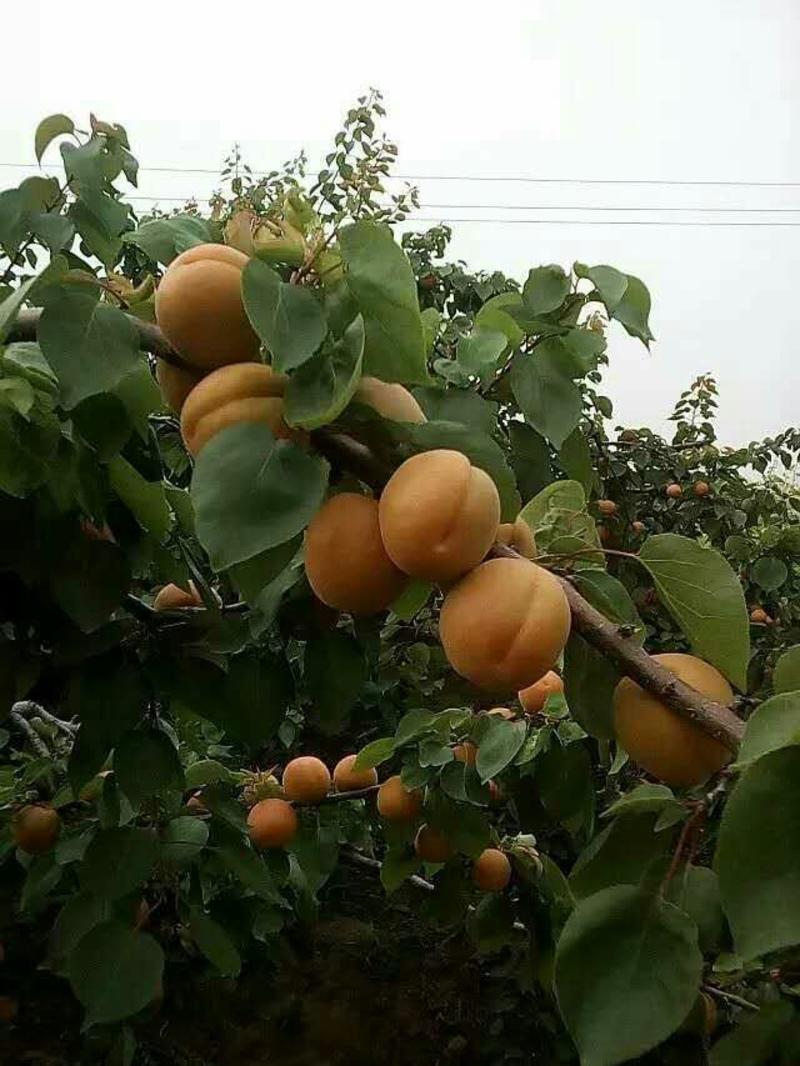 大荔县供应温棚杏基地4月份大量开始陆天杏子价格