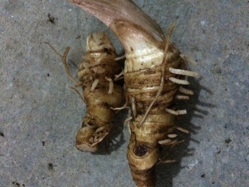 重楼