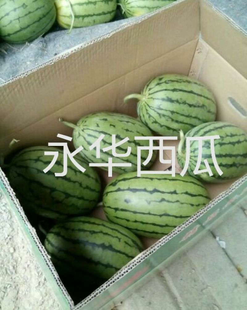 早春红玉，冰淇淋小糖丸西瓜产地直供支持看货