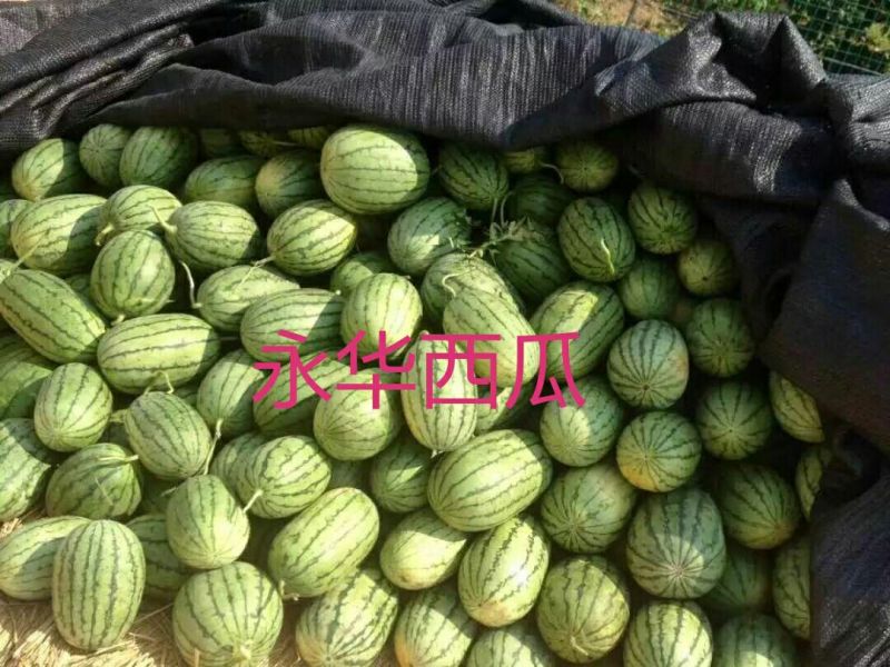 早春红玉，冰淇淋小糖丸西瓜产地直供支持看货