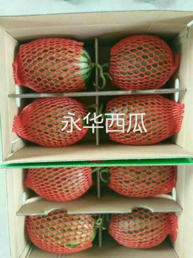 早春红玉，冰淇淋小糖丸西瓜产地直供支持看货