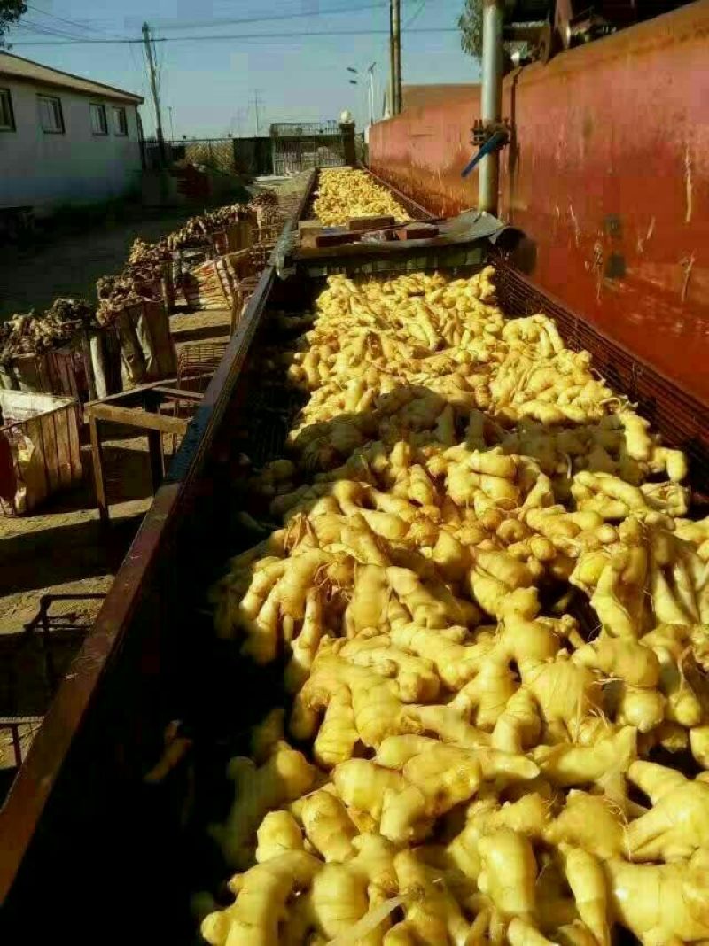 生姜4两以上水洗