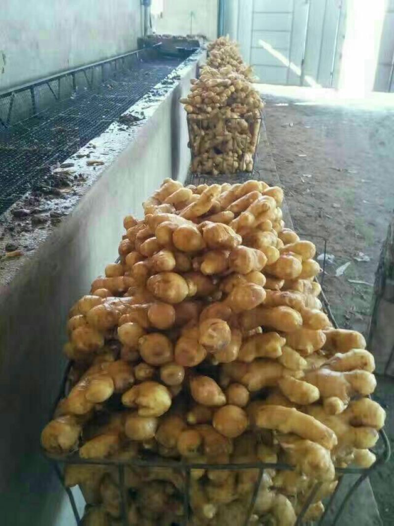 生姜4两以上水洗