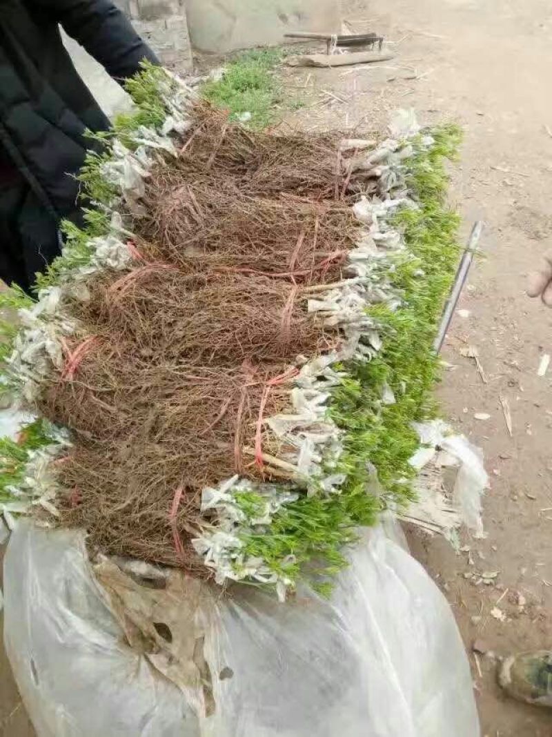 大雅柑1号柑桔苗30~50cm