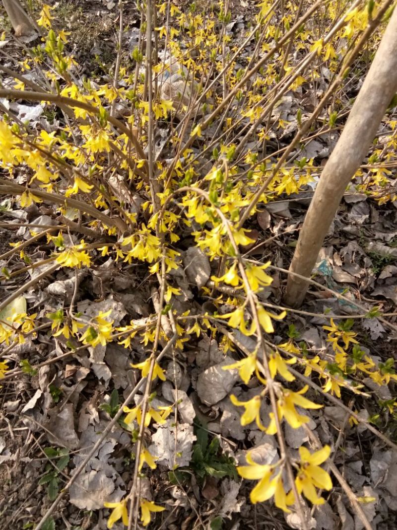 宿迁沭阳连翘苗50~60cm基地直供保质保量电联洽谈