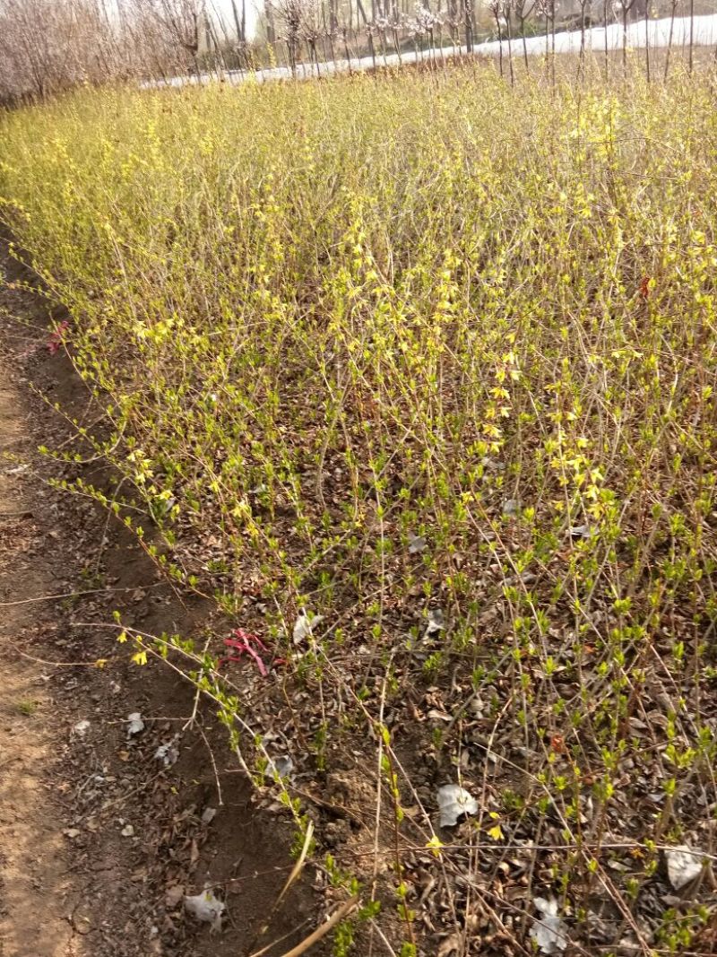 宿迁沭阳连翘苗50~60cm基地直供保质保量电联洽谈