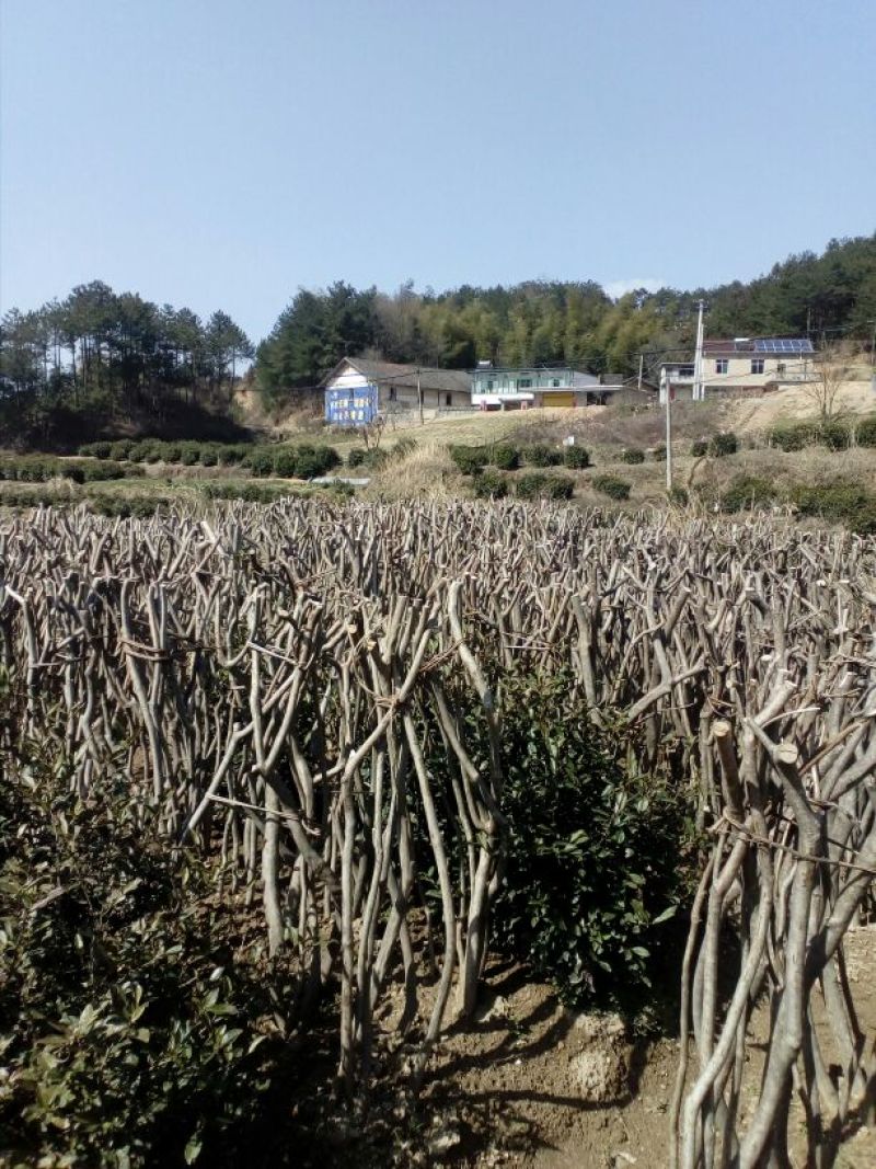 映山红5cm以下