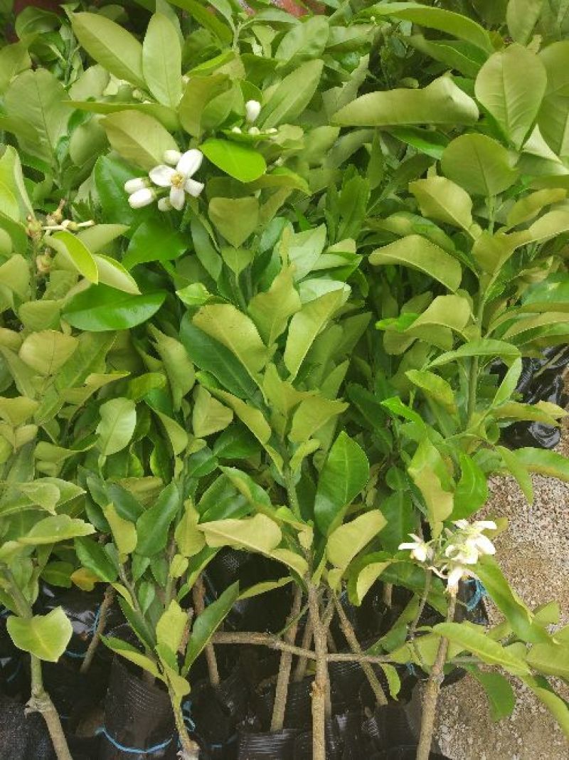 三红蜜柚苗