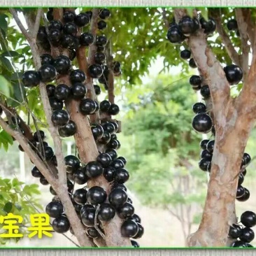 嘉宝果树苗2年