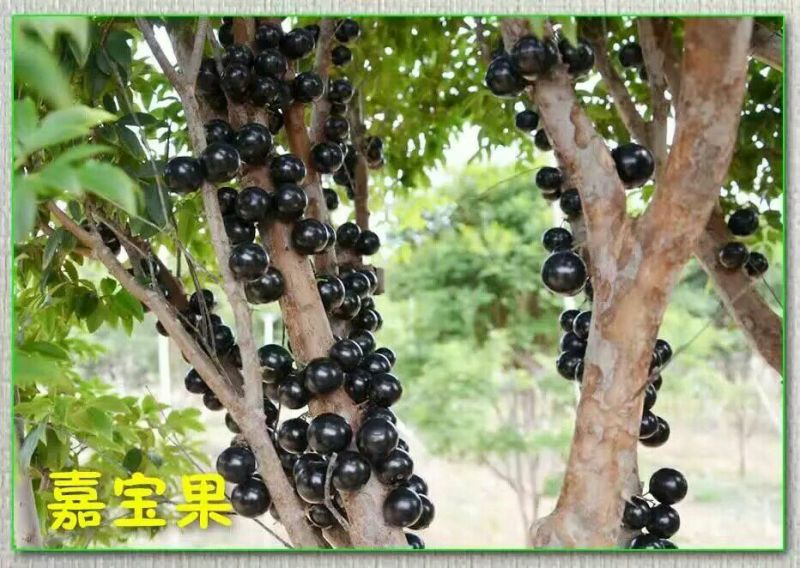 嘉宝果树苗2年