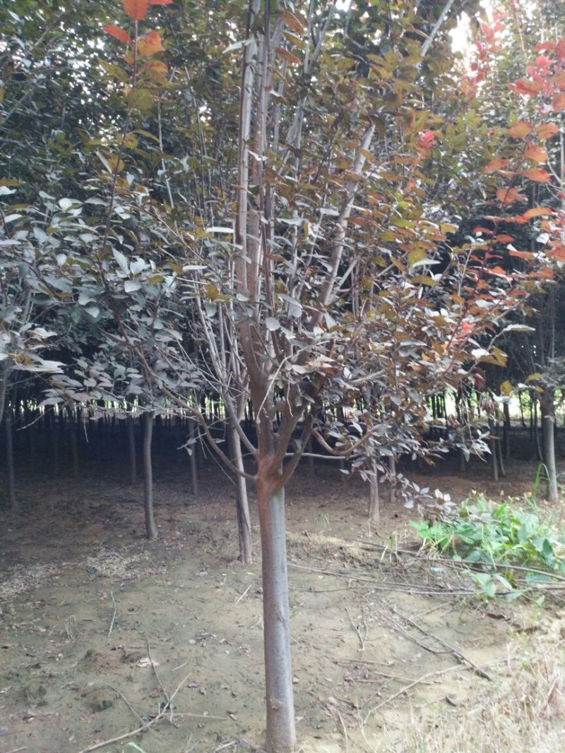 大叶女贞12~14cm
