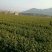 油茶苗30~50cm