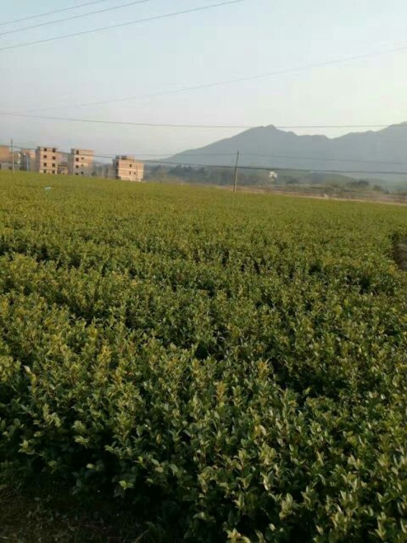 油茶苗30~50cm