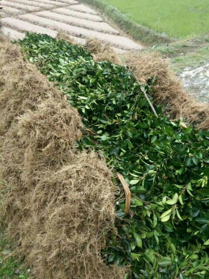 油茶苗30~50cm