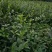 油茶苗30~50cm