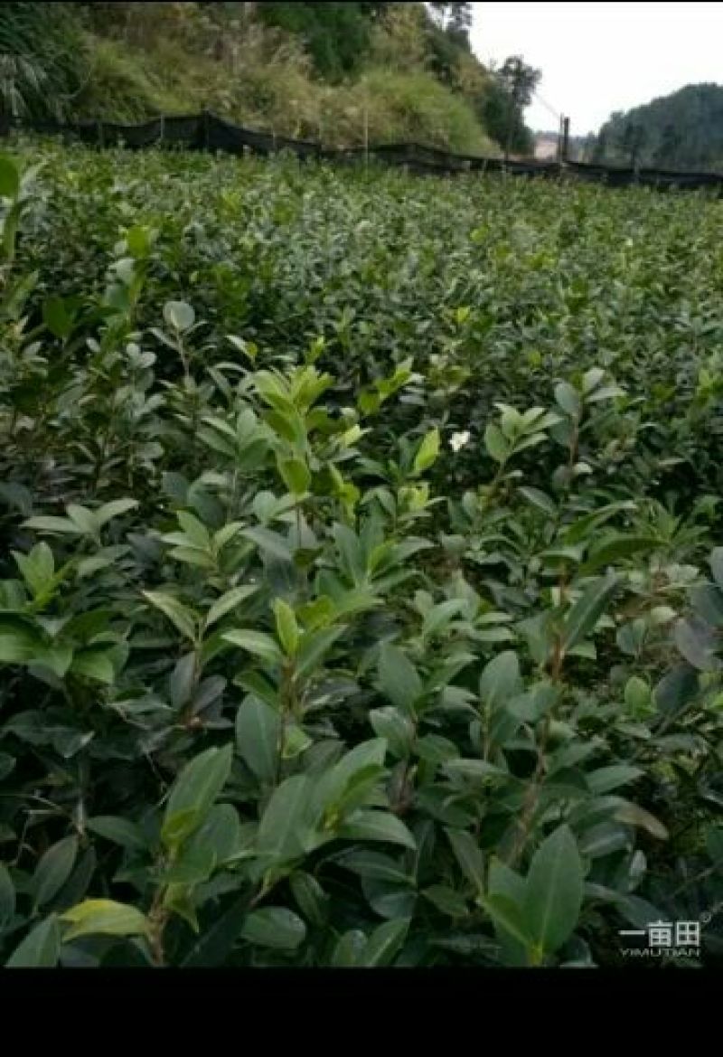 油茶苗30~50cm