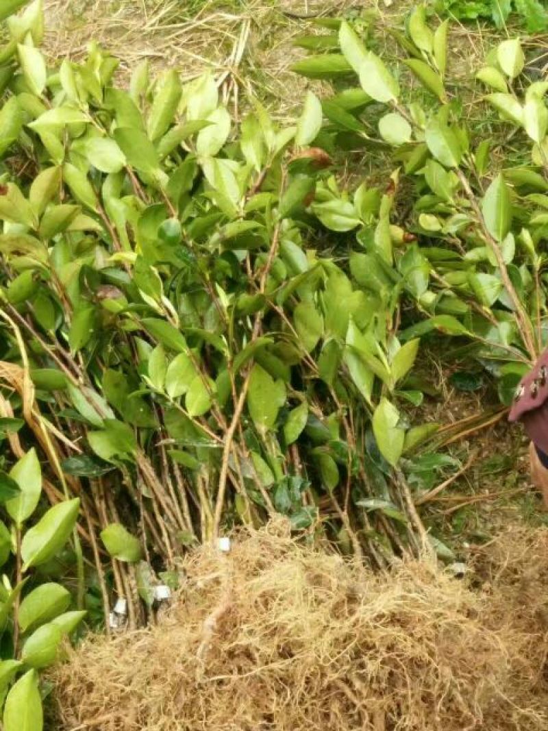 油茶苗30~50cm