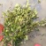 油茶苗30~50cm