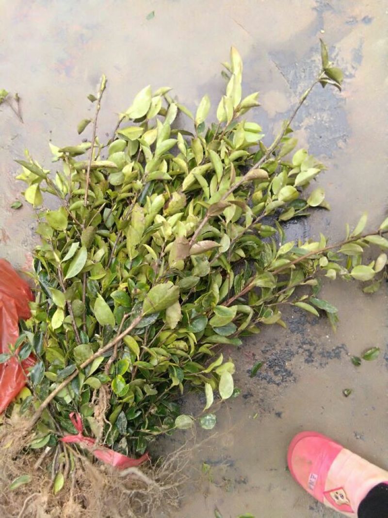 油茶苗30~50cm