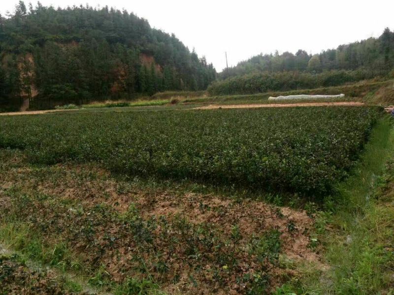 油茶苗30~50cm