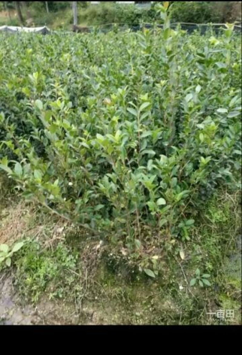 油茶苗30~50cm