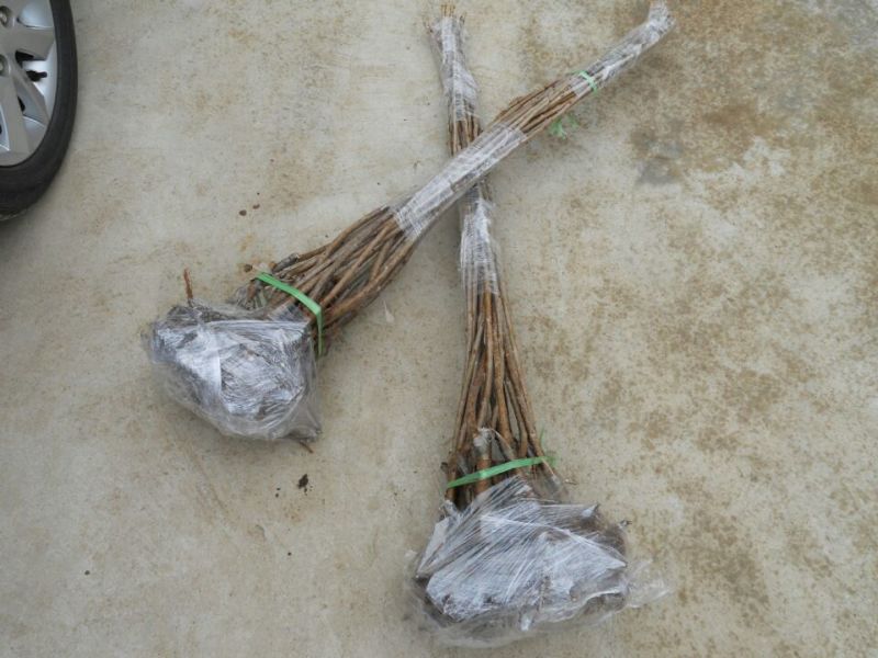 俄罗斯8樱桃树苗车厘子樱桃美早大樱桃苗基地直销