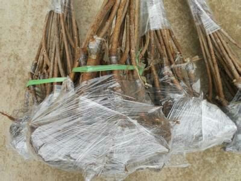 俄罗斯8樱桃树苗车厘子樱桃美早大樱桃苗基地直销