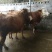 肉牛200~300斤