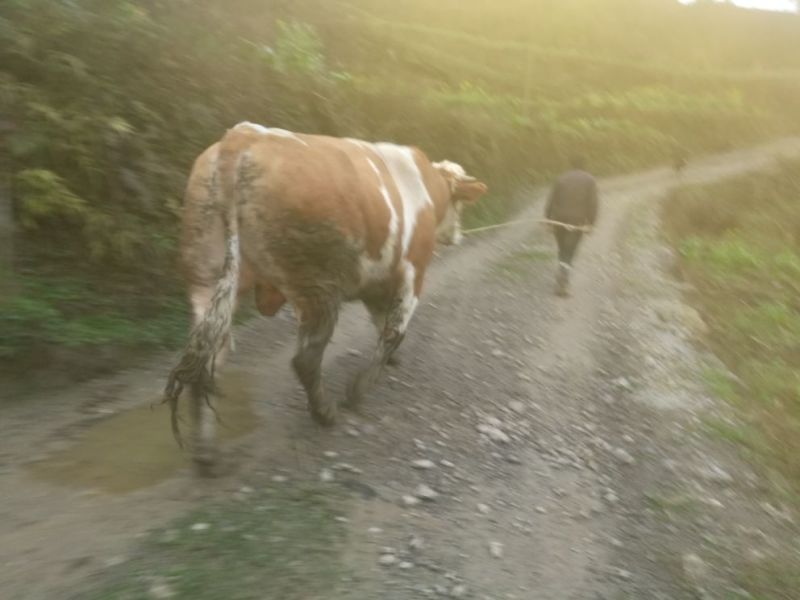 肉牛200~300斤