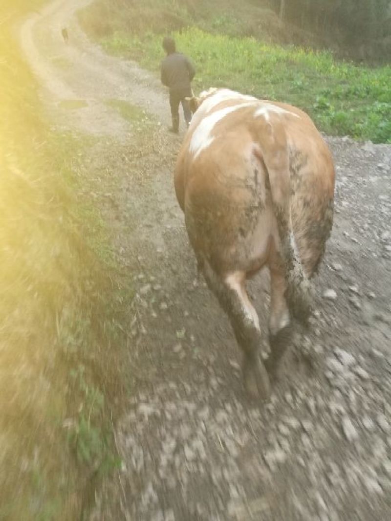 肉牛200~300斤