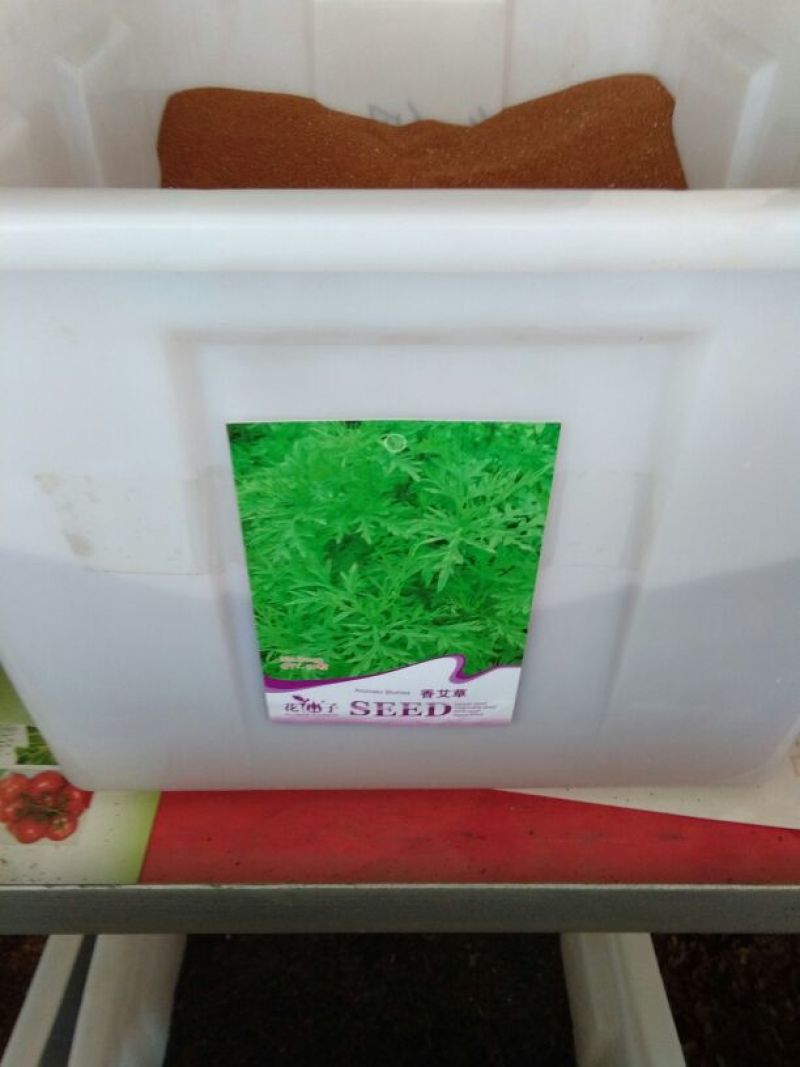艾草种子95