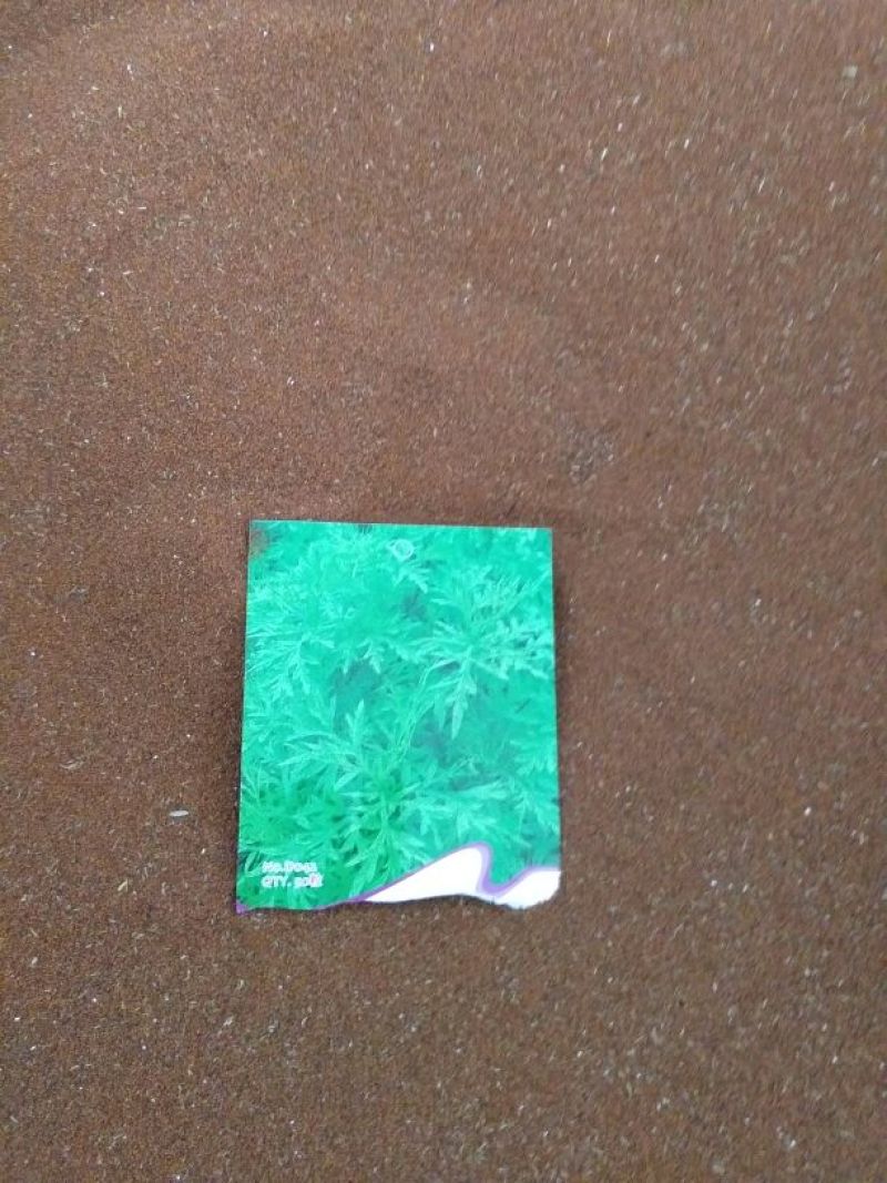 艾草种子95