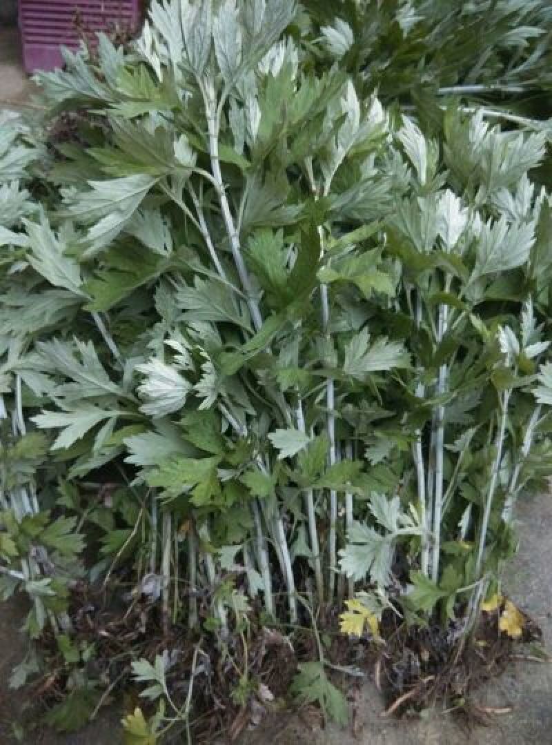 艾草种子95