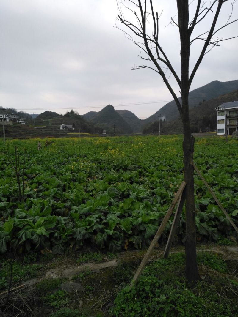 儿菜5两以上