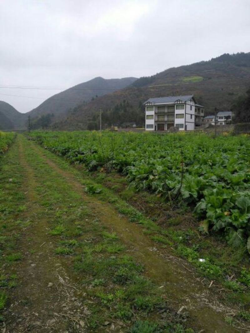 儿菜5两以上