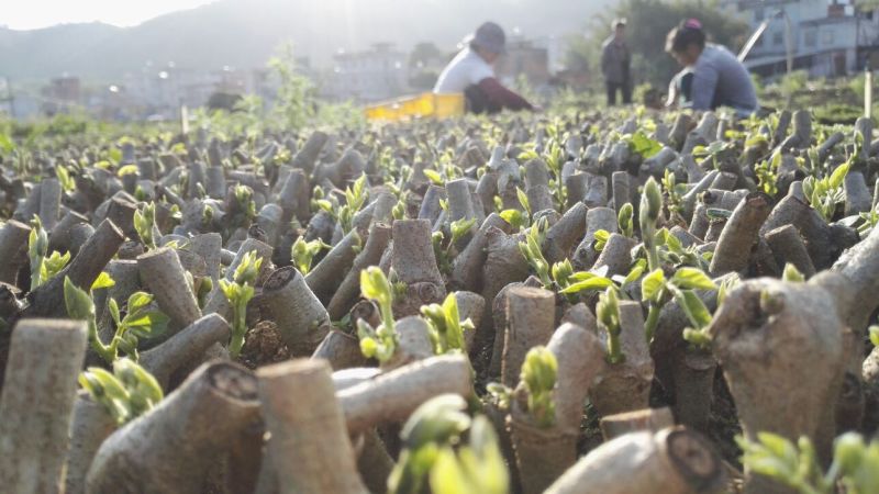 带芽无渣粉葛苗包邮正宗无渣粉葛带芽种苗葛根苗春播种子