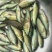 丁桂鱼10cm以下