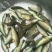 丁桂鱼10cm以下