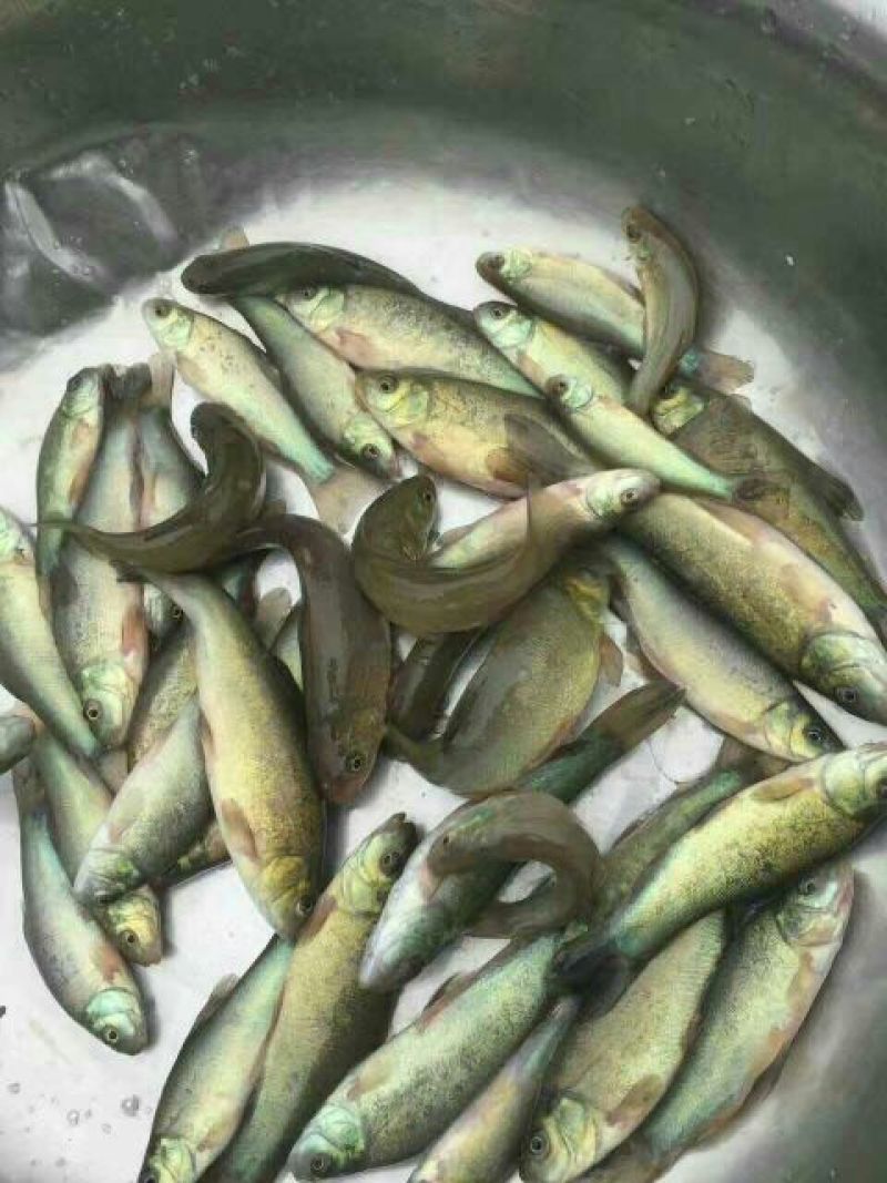 丁桂鱼10cm以下