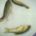 丁桂鱼10cm以下