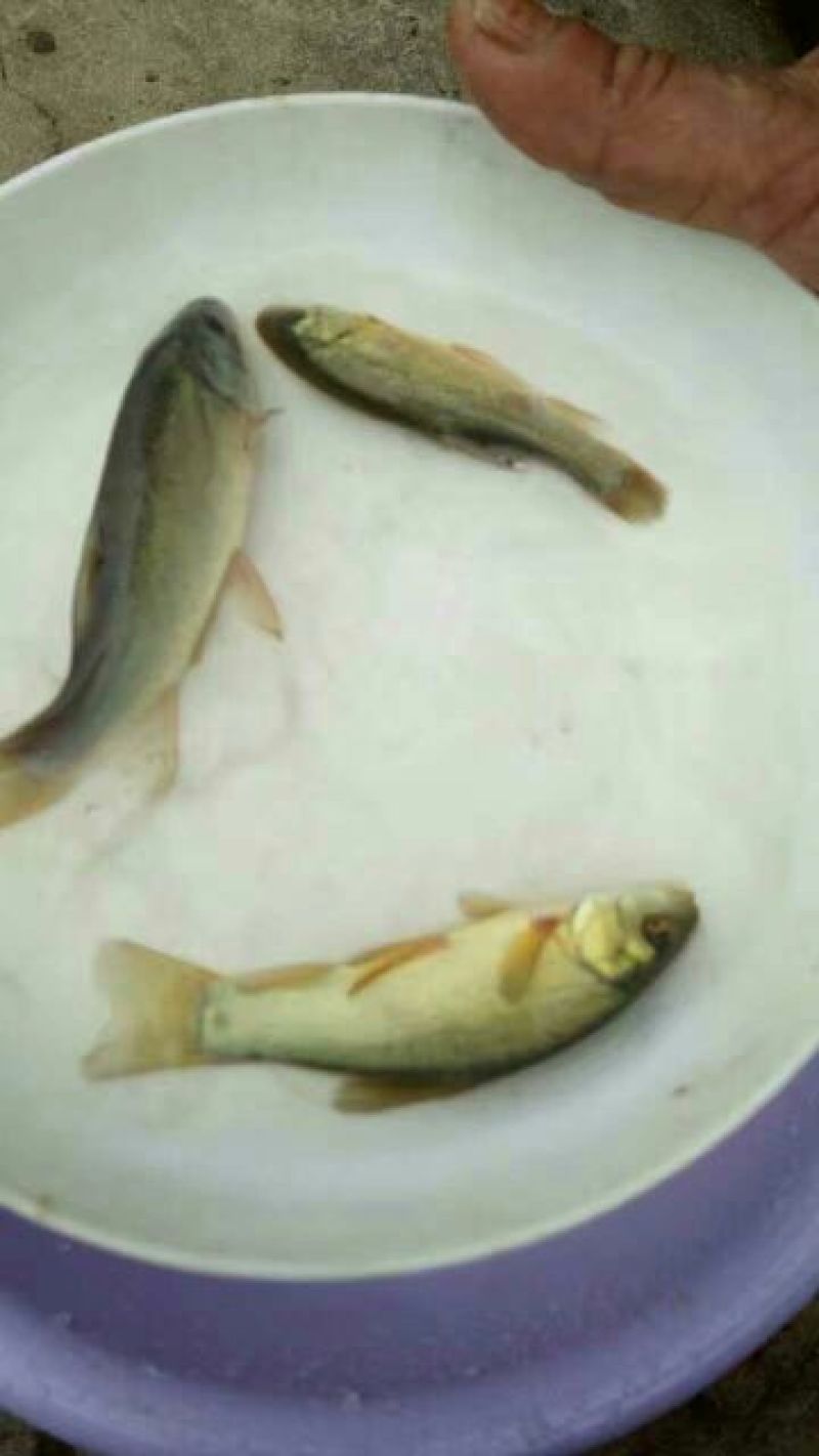 丁桂鱼10cm以下