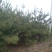 华山松2~2.5m