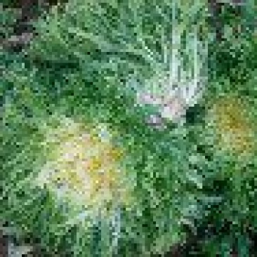 苦菊5~8cm