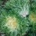 苦菊5~8cm