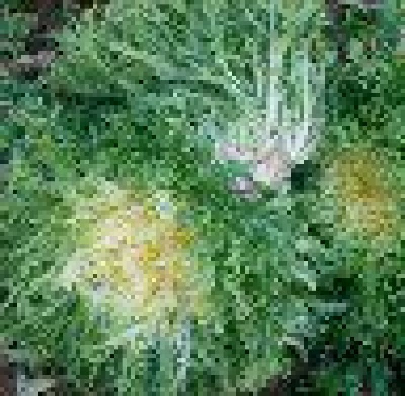 苦菊5~8cm