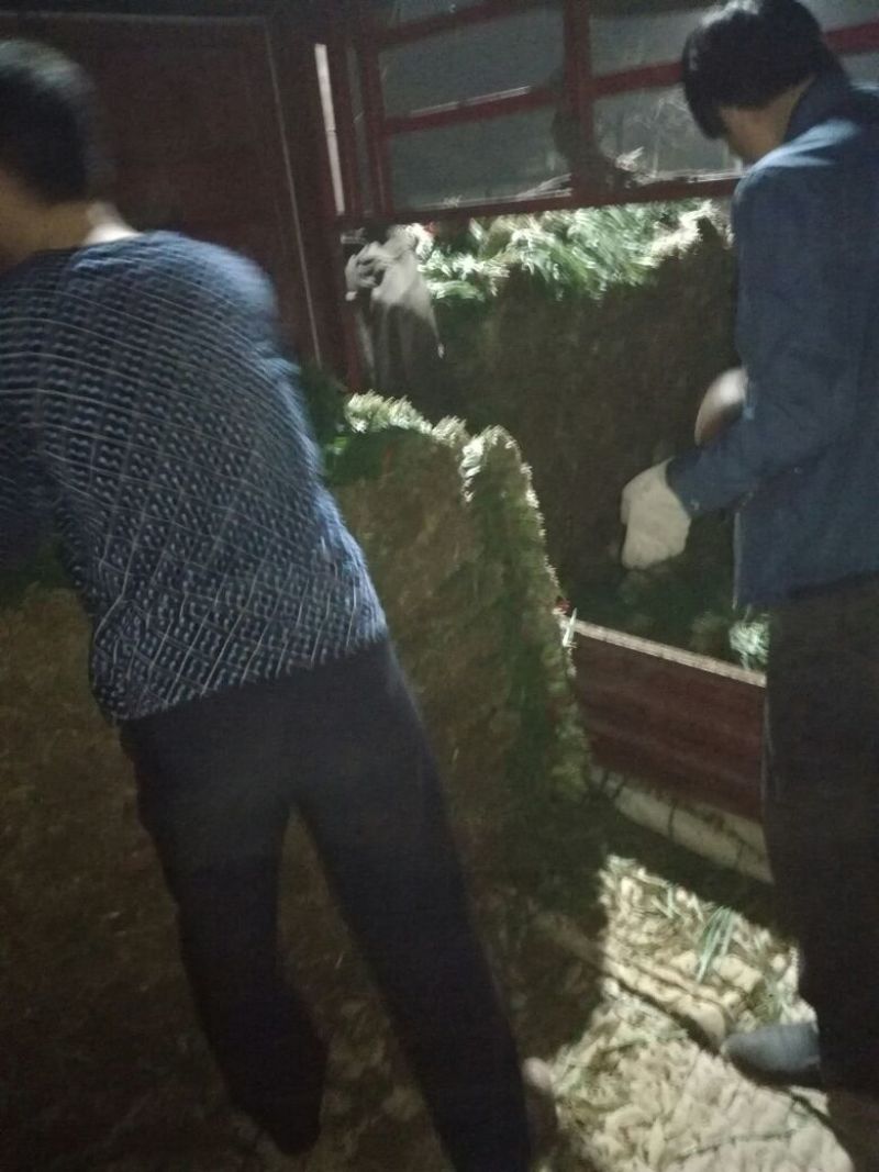 韭菜头茬山西河津韭菜
