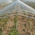 蔬菜大棚镀锌管大棚养殖大棚连栋大棚使用寿命十年以上