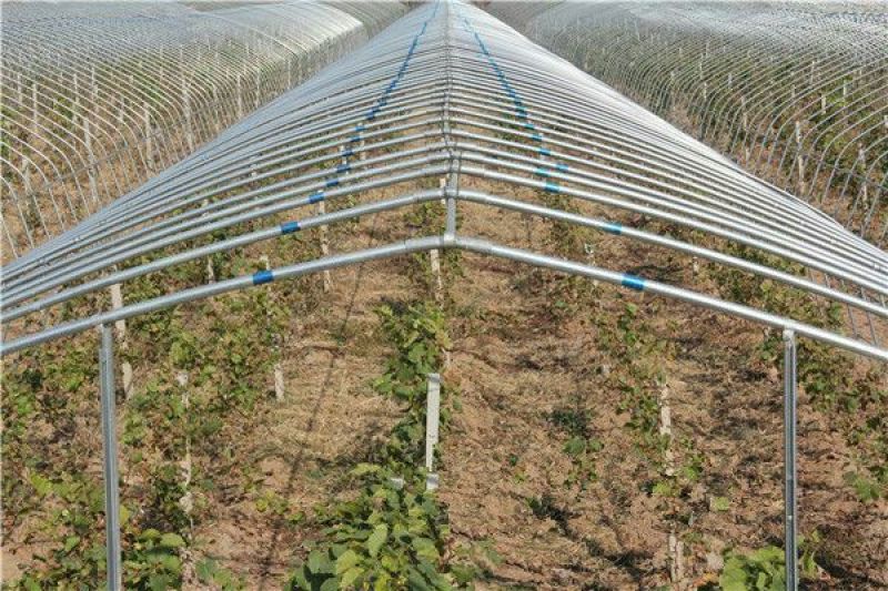 蔬菜大棚镀锌管大棚养殖大棚连栋大棚使用寿命十年以上