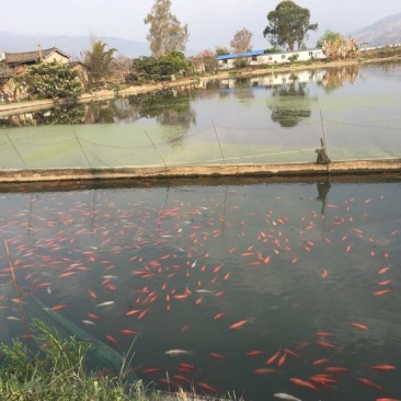 黄金鲫